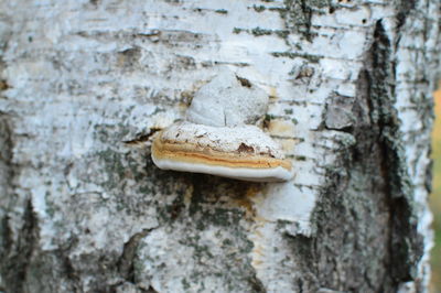 Close-up of mushroom growing on tree trunk