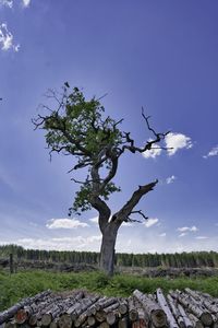 Low angle view of tree on field against sky