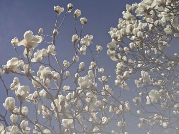 Low angle view of flowering plants against sky