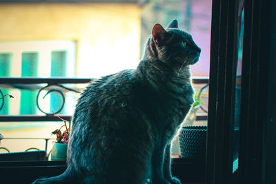 Cat looking away while sitting on window at home