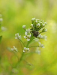 Close-up of flowers