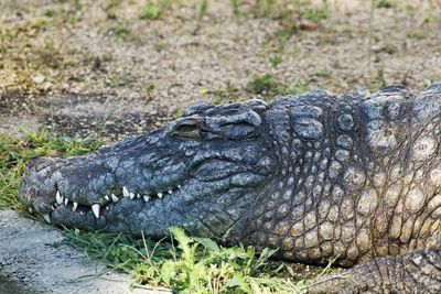 Close-up of animal on grass