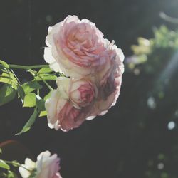 Close-up of pink rose