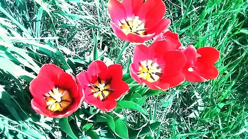 Close-up of red poppy blooming in field