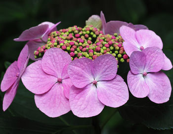 Close-up of pink hydrangea flowers