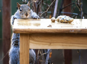 Squirrel on wooden table