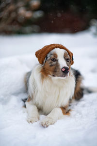 Australian shepherd. a chilly puppy in a knitted hat sits outside. warm clothes for dogs