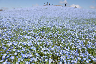 Nemophila hill