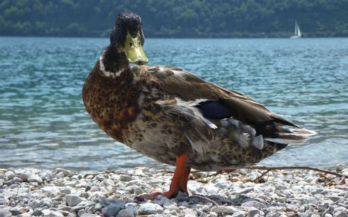 Bird on rock at beach