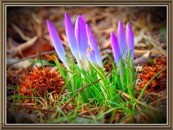 Close-up of purple flowers blooming in field