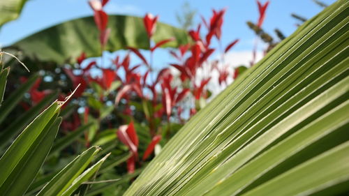 Close-up of palm tree leaves