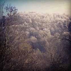 Bare trees on landscape