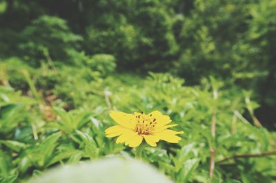 Close-up of yellow flower blooming outdoors