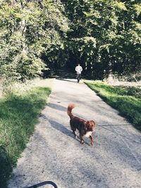 Rear view of dog walking on road