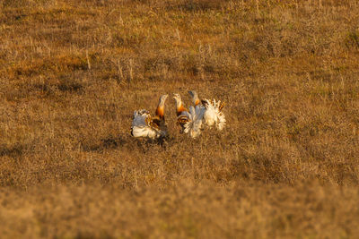 View of horse on field