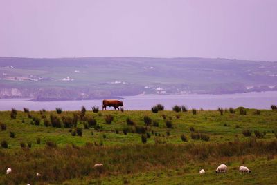 Cows grazing on field against sky