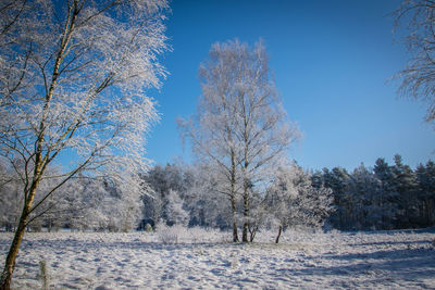 Trees on snow covered landscape against blue sky