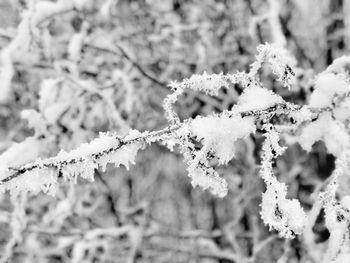 Close-up of frozen plant during winter