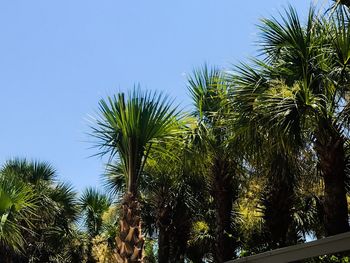 Low angle view of palm trees against sky
