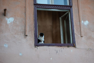 Cat looking through window of building