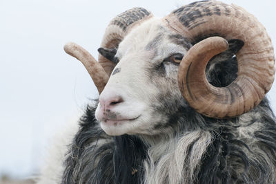 Headshot of sheep, gotland, sweden