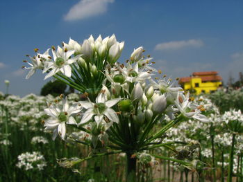 Close-up of white flowering plants against sky