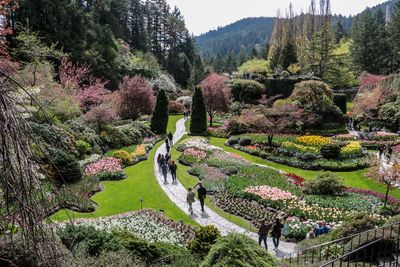 High angle view of flowering plants by mountains