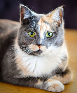 Close-up portrait of a cat