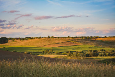 Scenic view of agricultural field against sky