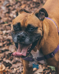 Close-up portrait of dog