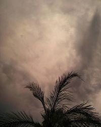 Low angle view of plants against cloudy sky