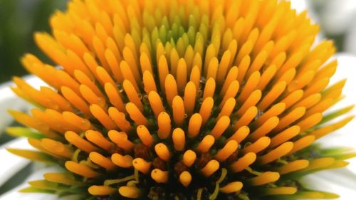 Close-up of yellow flower