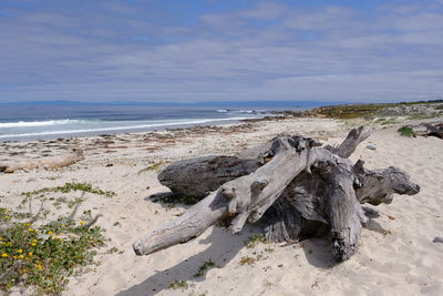 Driftwood on beach against sky