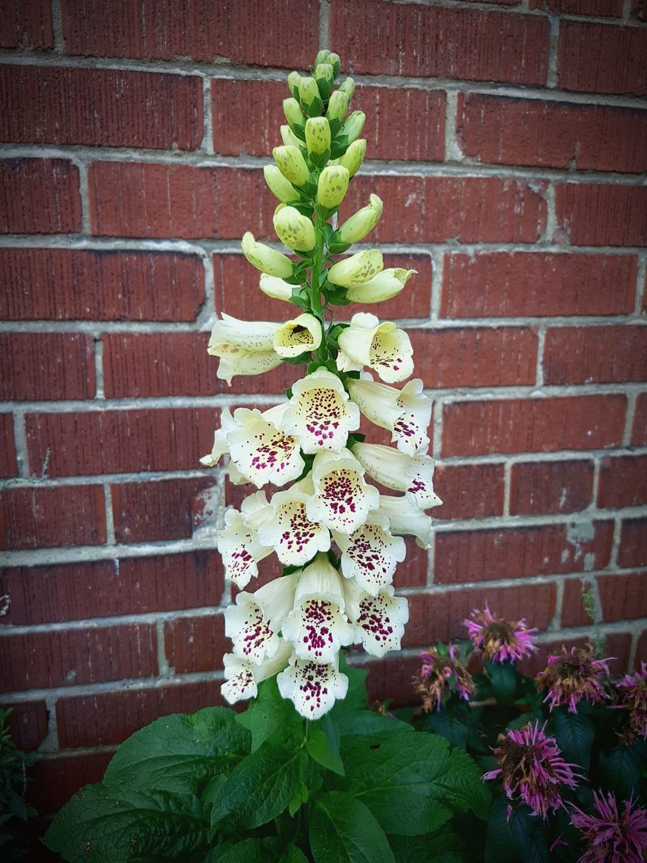 Cream coloured foxglove flowers