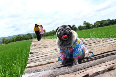 Portrait of pug against friends walking on boardwalk amidst farm