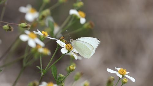 Close-up of butterfly pollinating on white flower