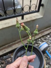 Close-up of hand holding potted plant