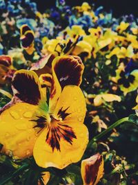 Close-up of yellow flowers