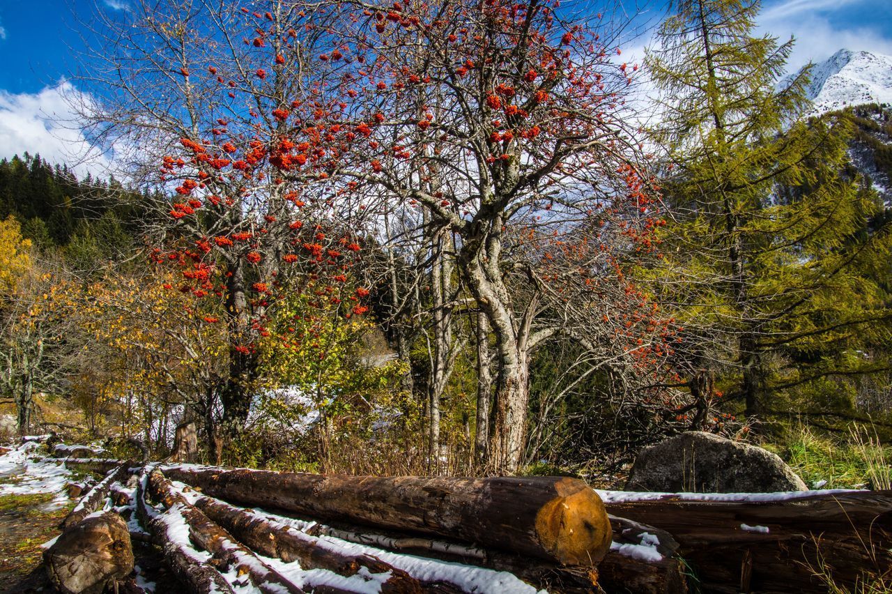 TREES GROWING ON FIELD DURING AUTUMN