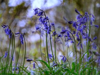 Close-up of purple flowering plants on field