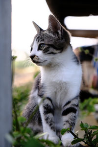 Close-up of a cat looking away