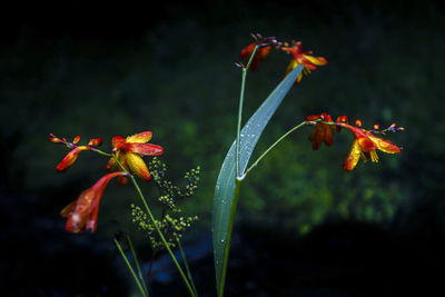 Close-up of red flowering plant