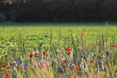 Red flowering plants on field