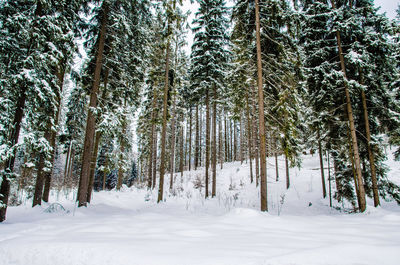 Trees in forest during winter