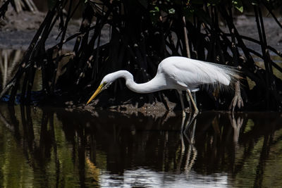 View of birds in lake