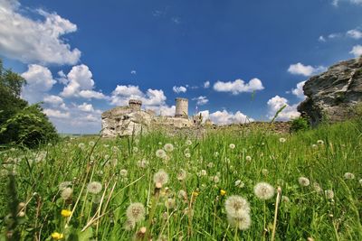 Plants growing on field against sky