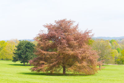 Scenic view of grassy field against sky