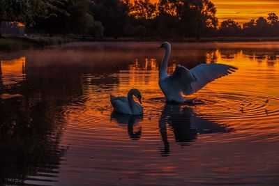 Swan swimming in lake during sunset