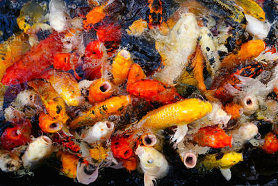 High angle view of koi carps swimming in sea