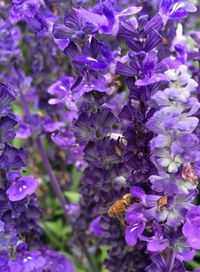 Close-up of purple flowers